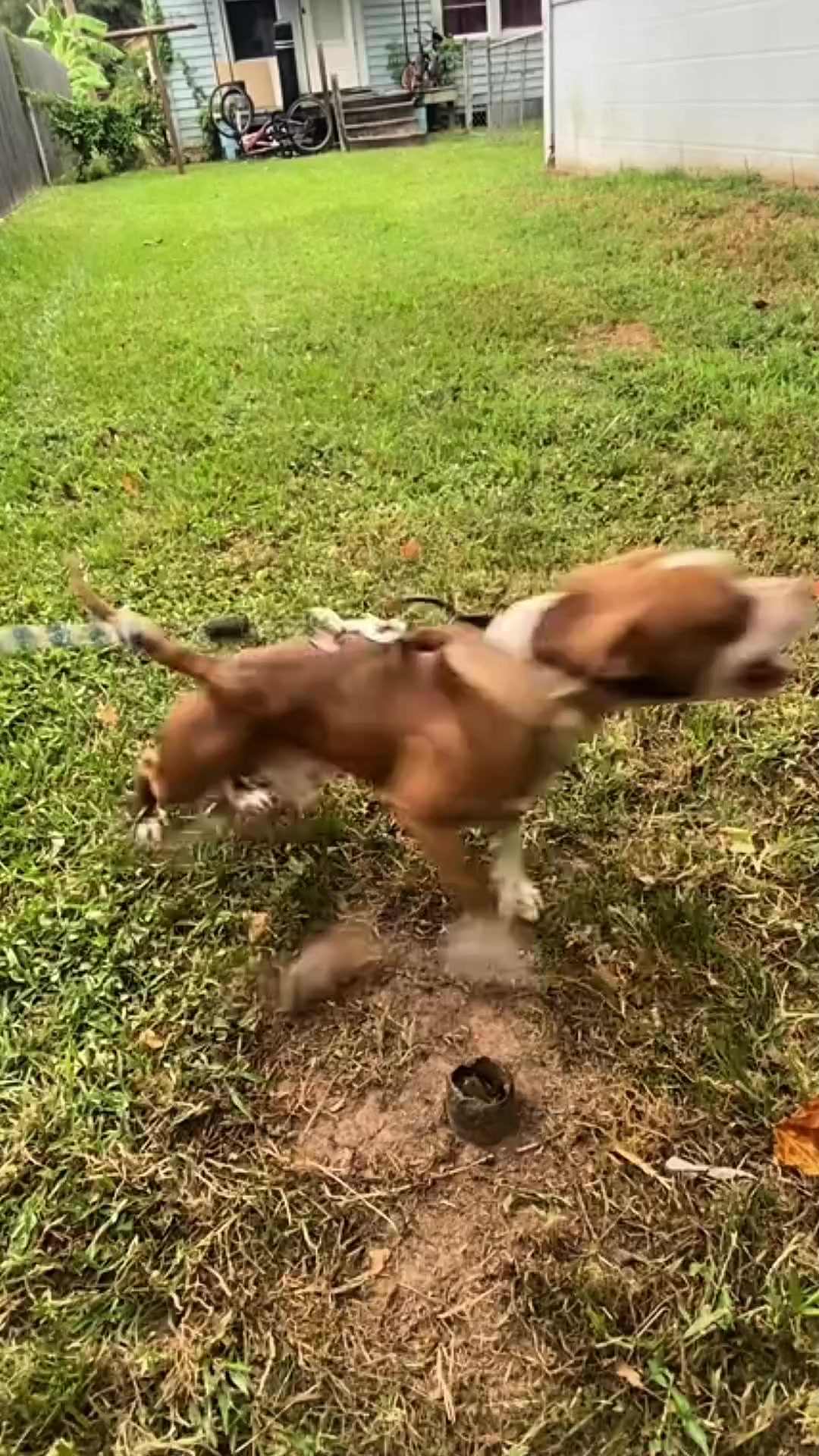 @Zona dos Cães