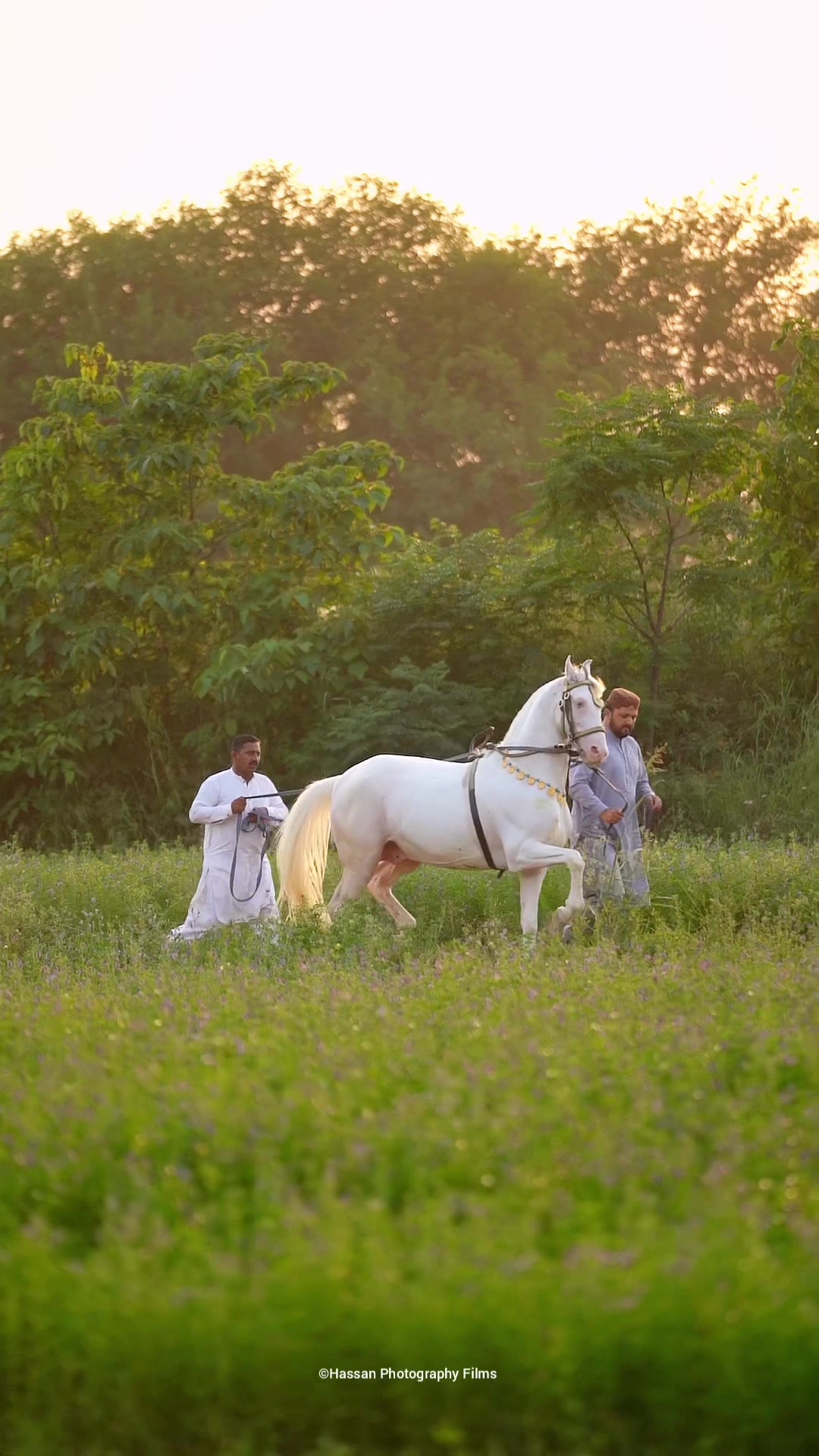 @SUNRISE STUD FARMS RAWALPINDI