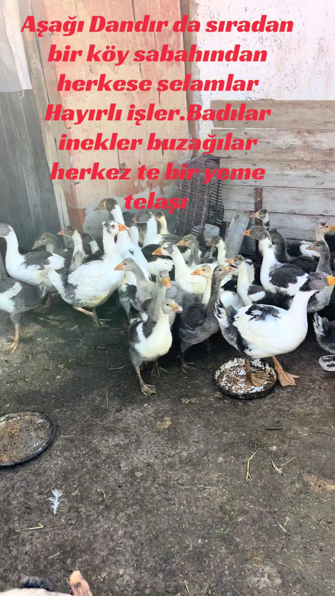 @#Köyden Gelen Ses#