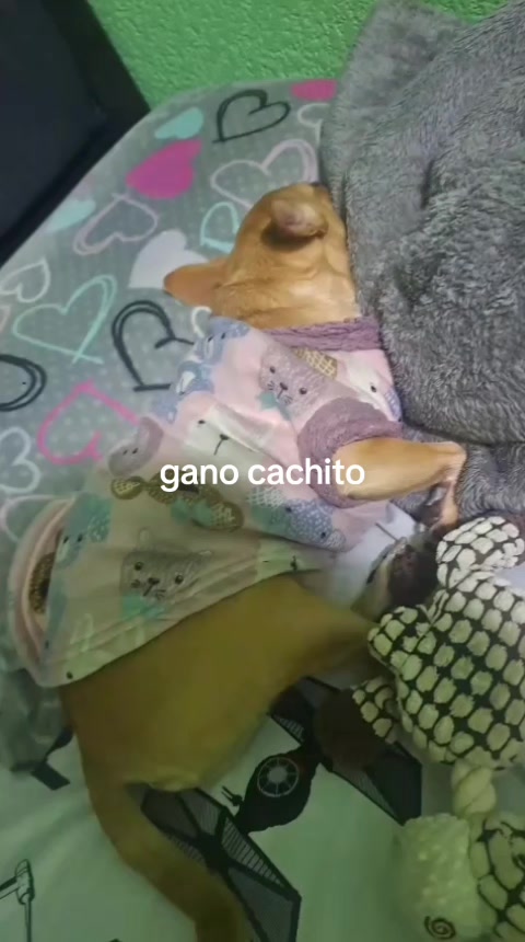 @lasuperchule