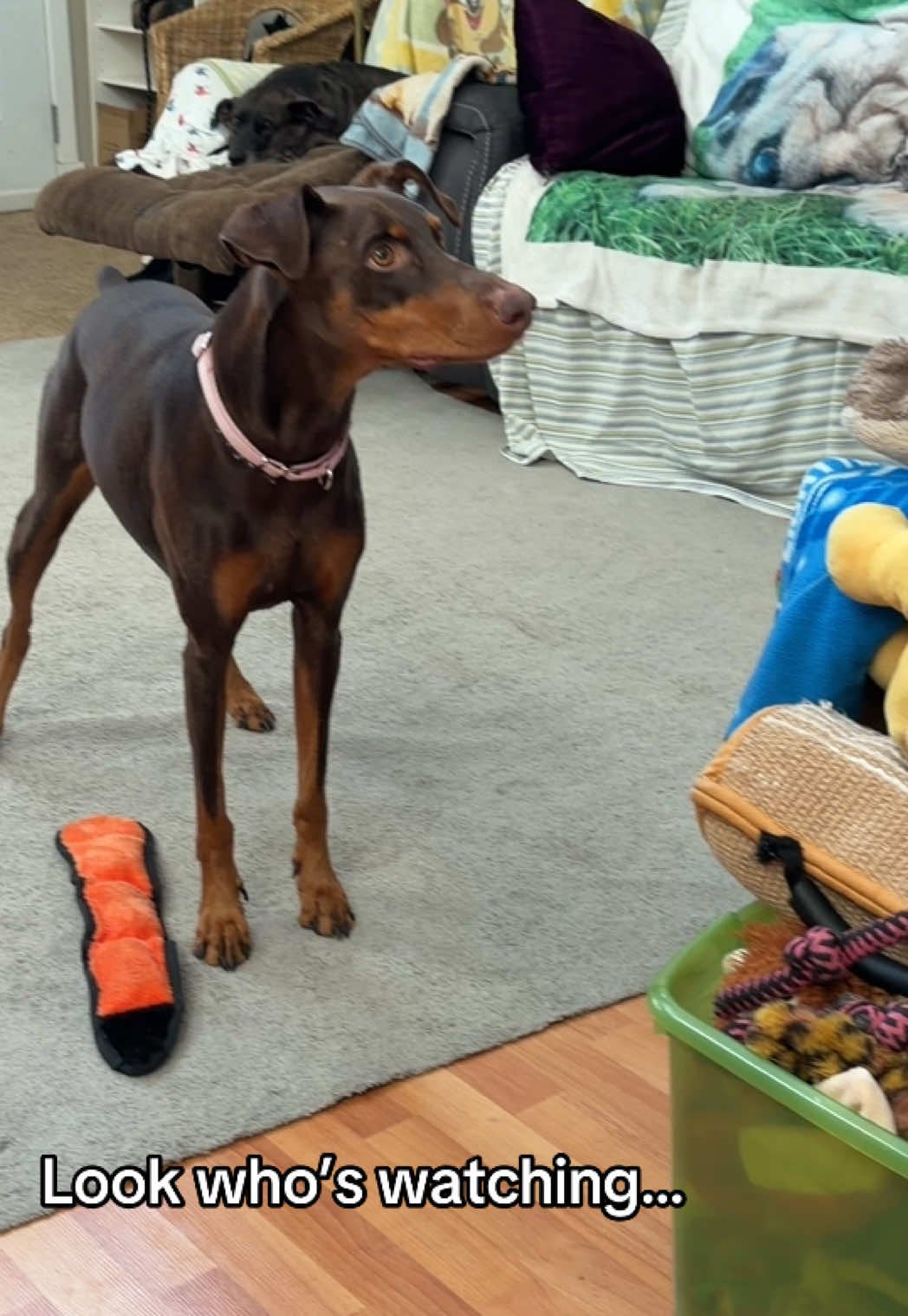 @Luna The Doberman