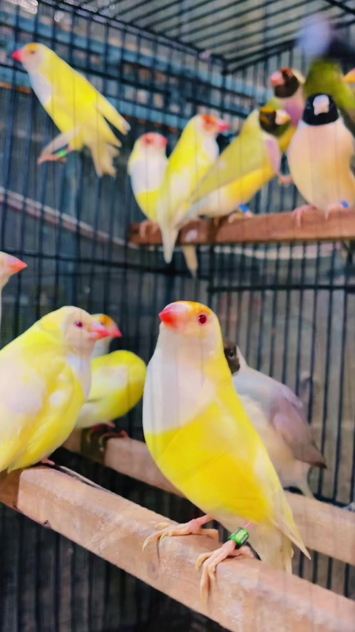 @Lala Aviary