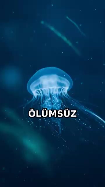 @Uslan!?
