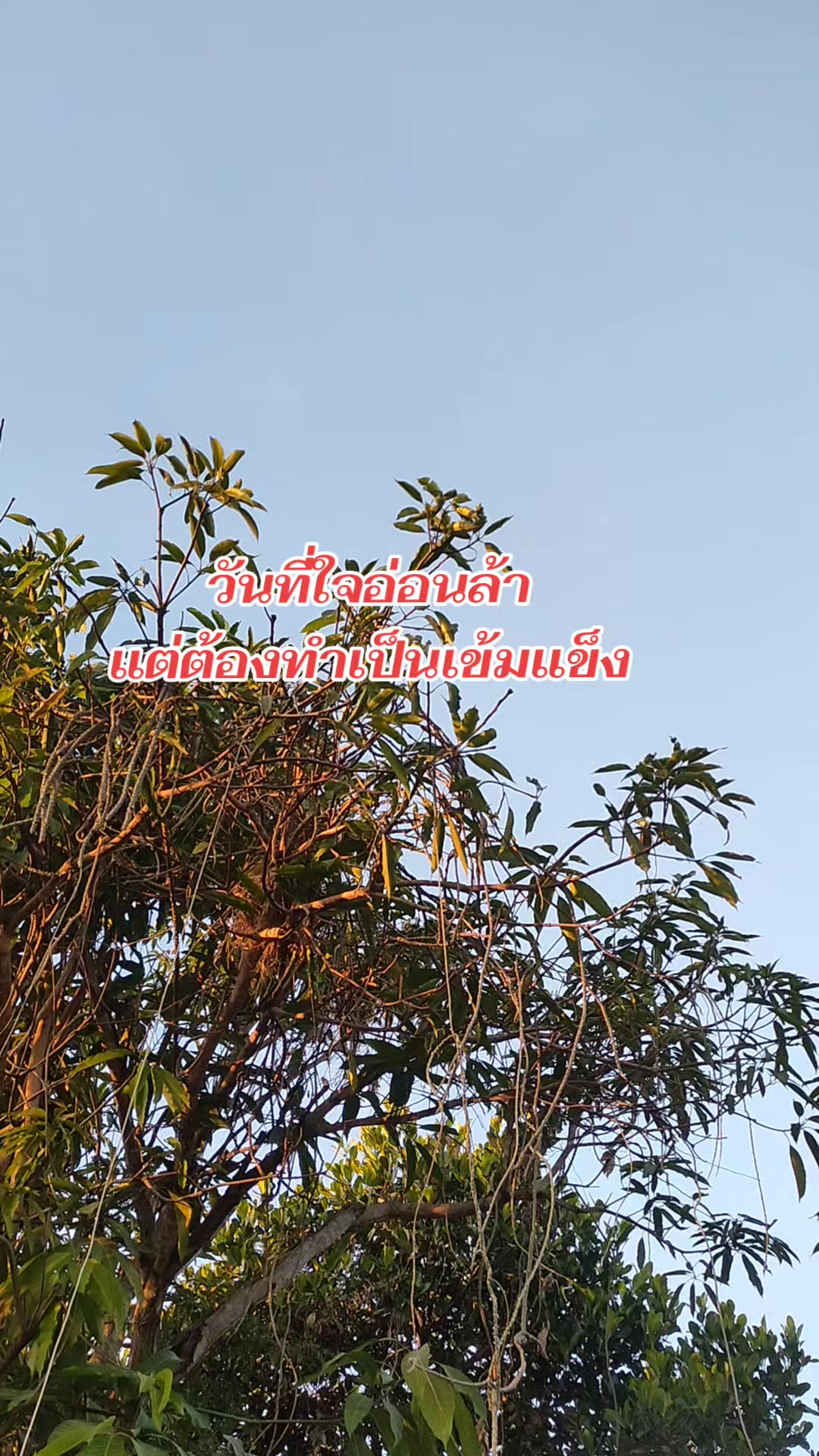 @ใบเตย
