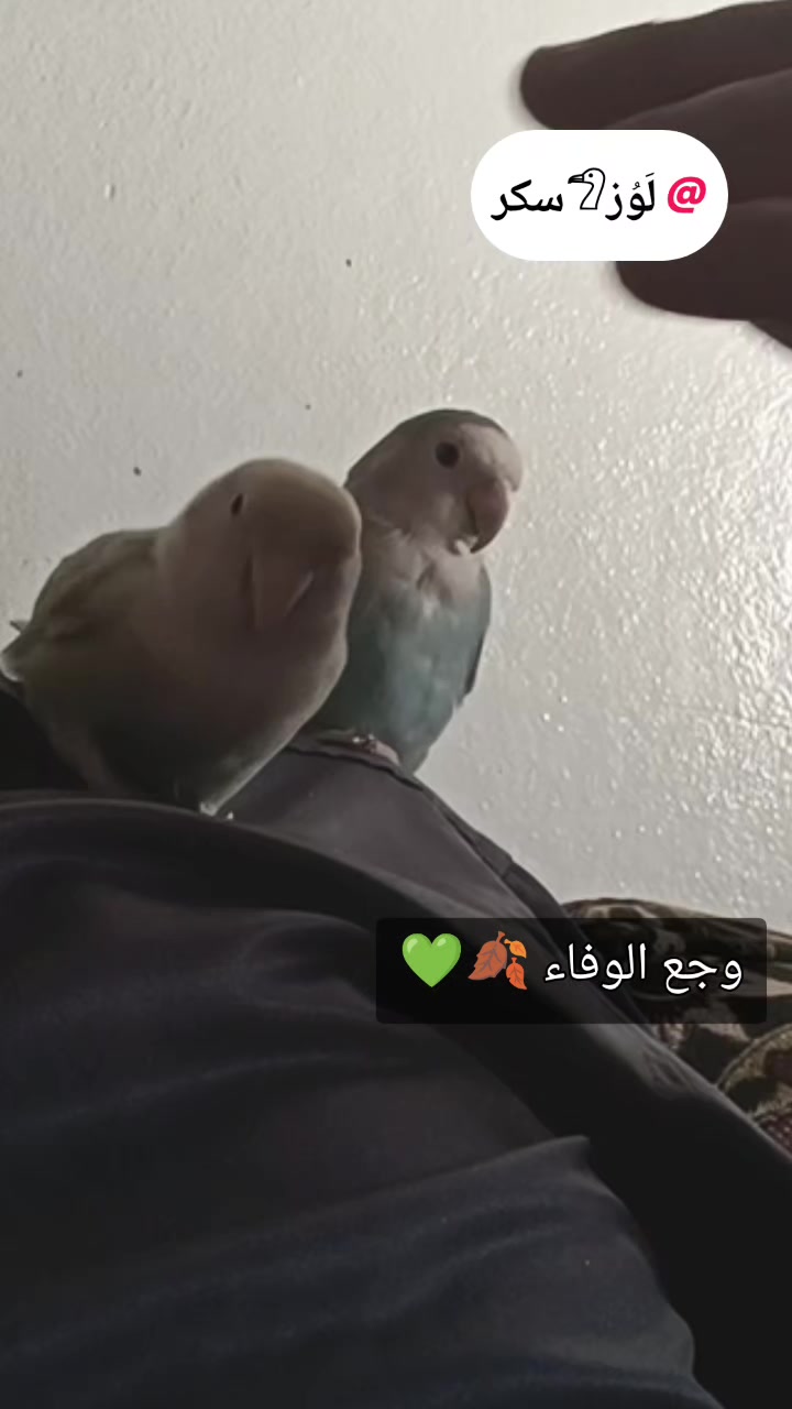 @♛乙أبۆ حٍمزة乙♛