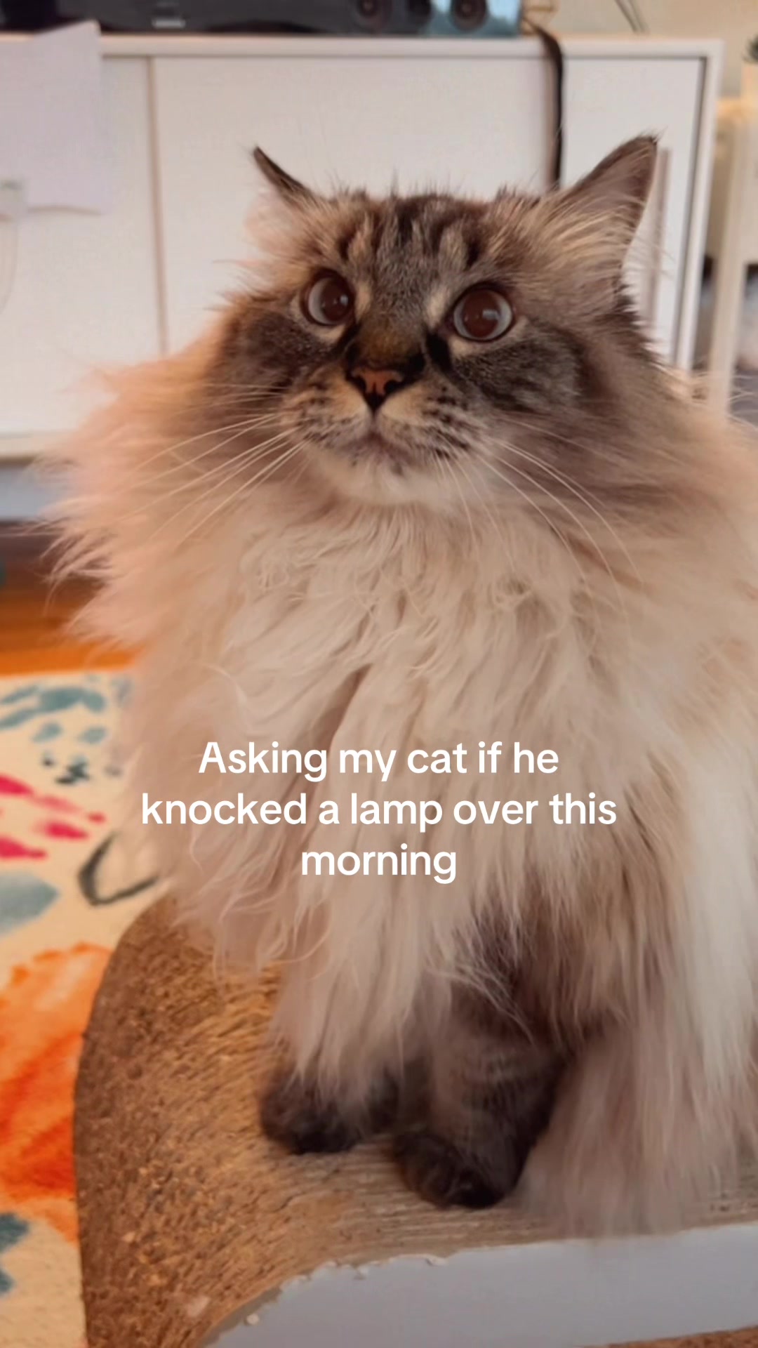 @My Cat Is People 🇨🇦