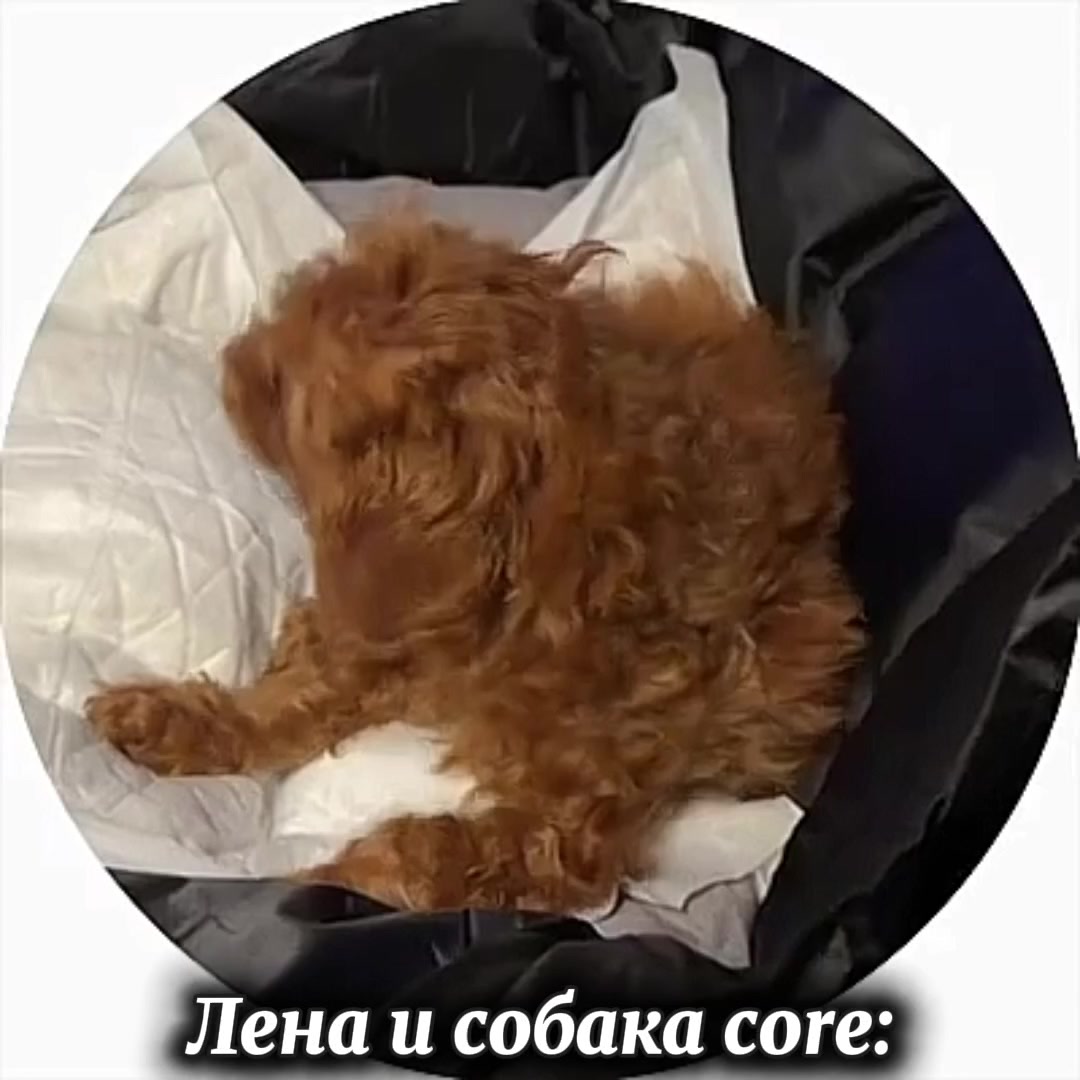 @Аури🧸