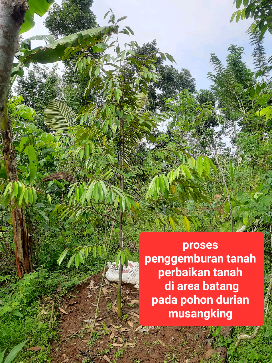 @embunpagi20