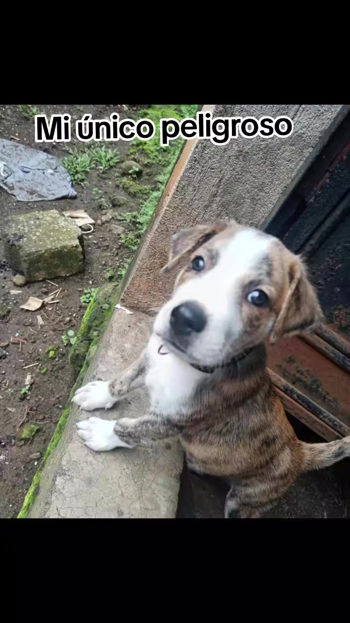 @Daily Gômez