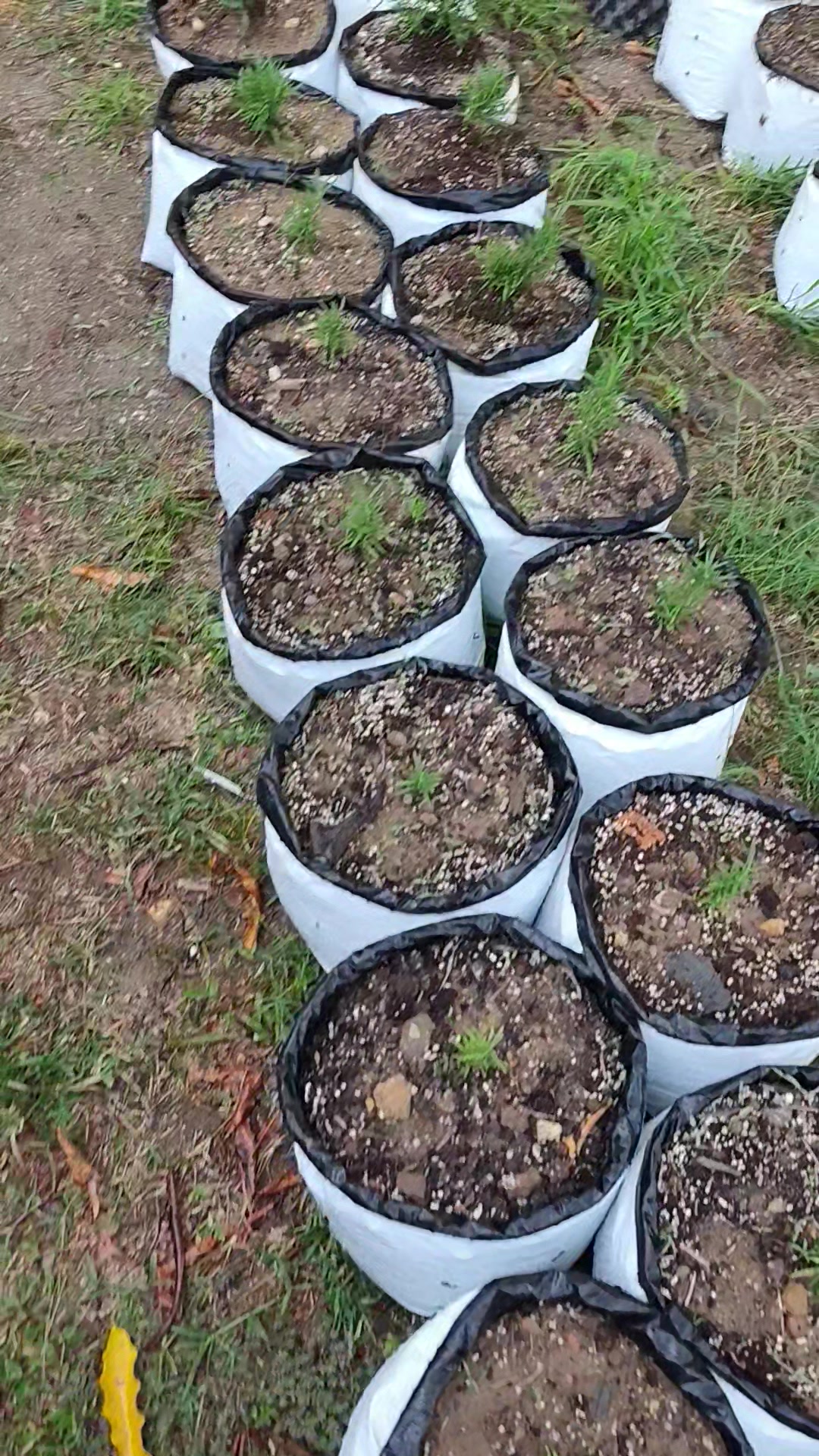 @Trini Farmer Chris 469 7467