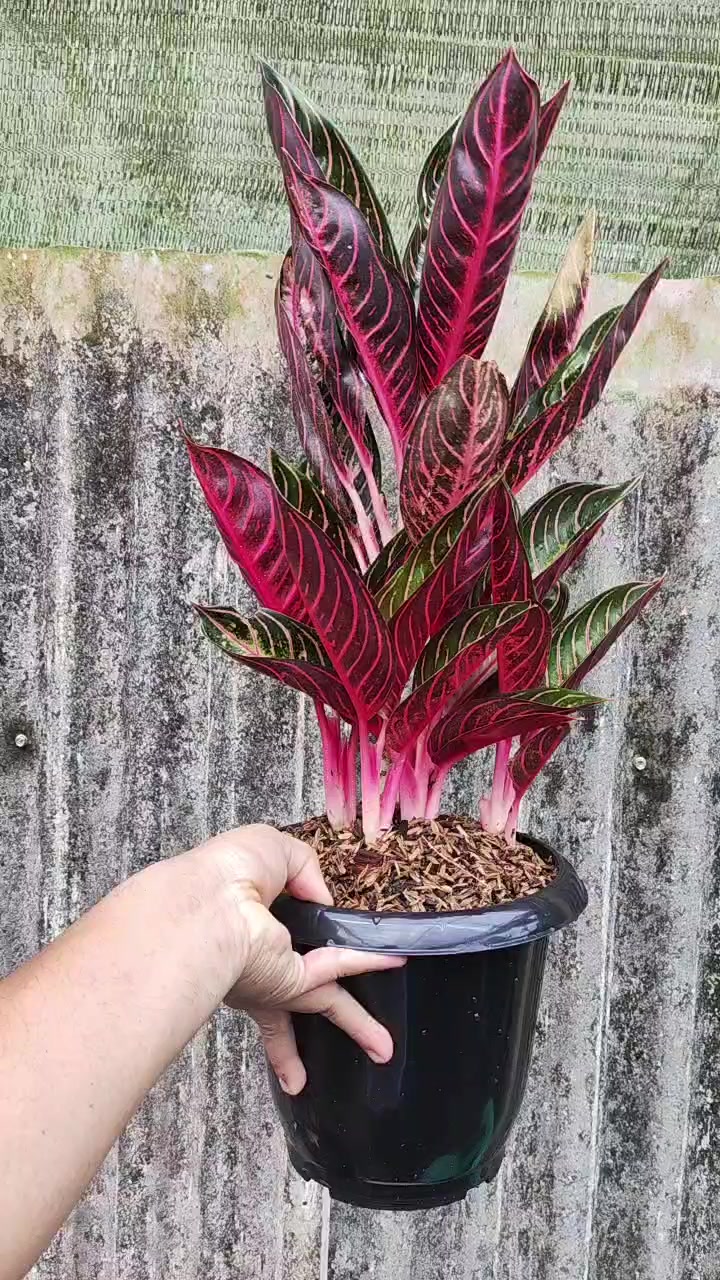 @Ronaldo_Aglaonema