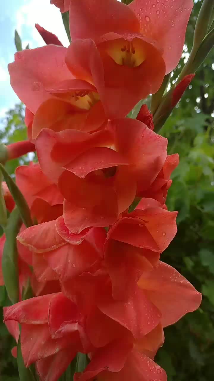@Həsənova