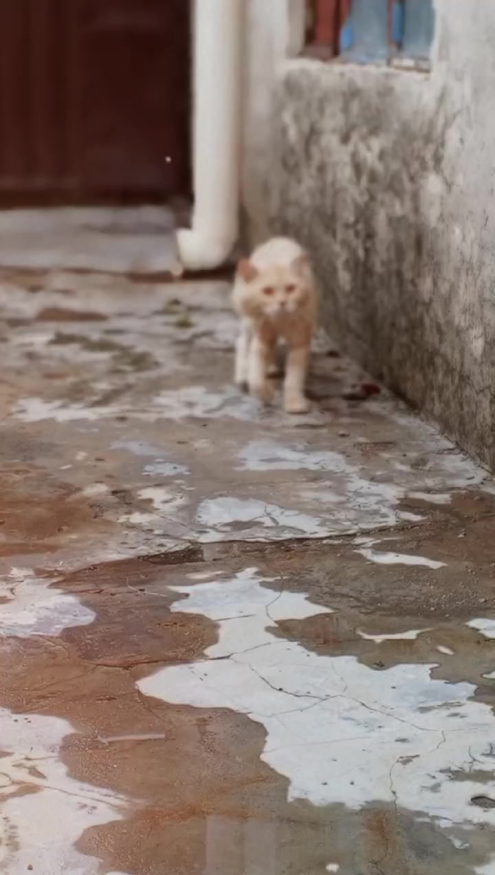 @HAmza Rajpoot 🇵🇰