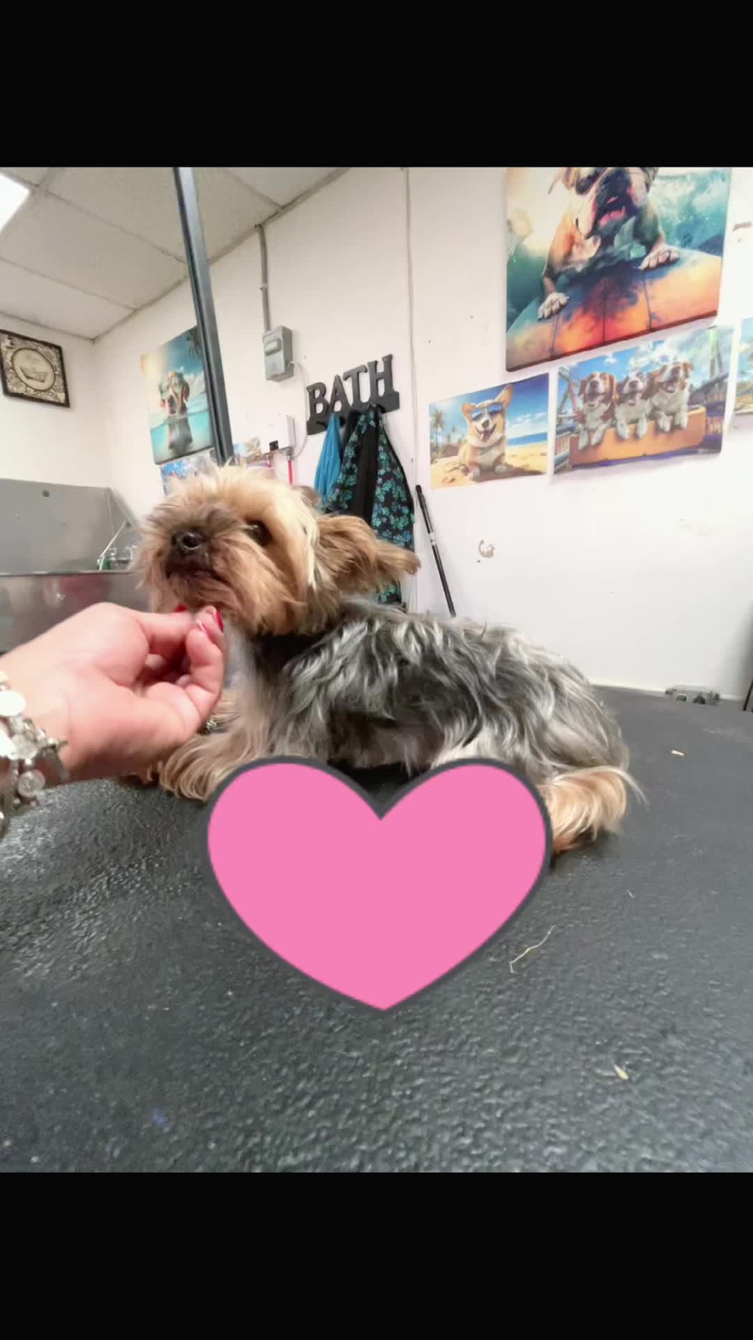 @Doggie Dog World
