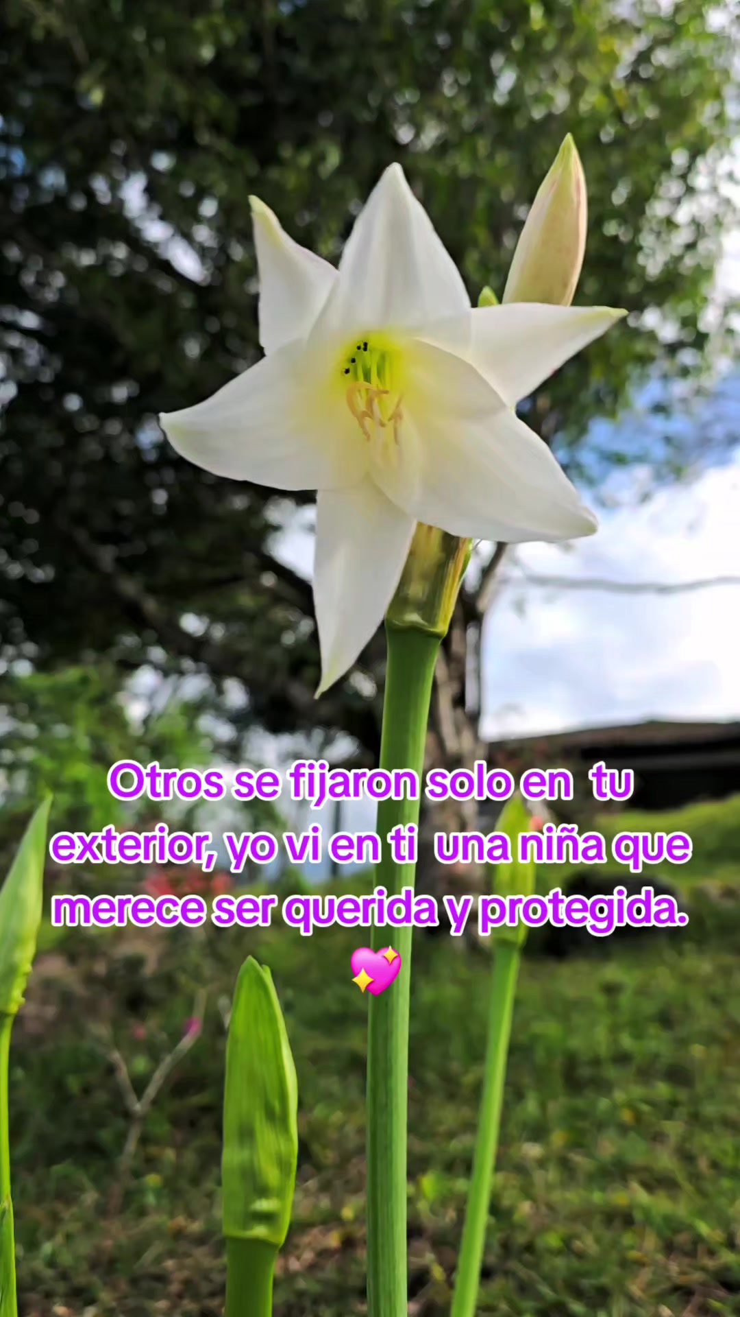 @👑🐢Poeta y Soñador.