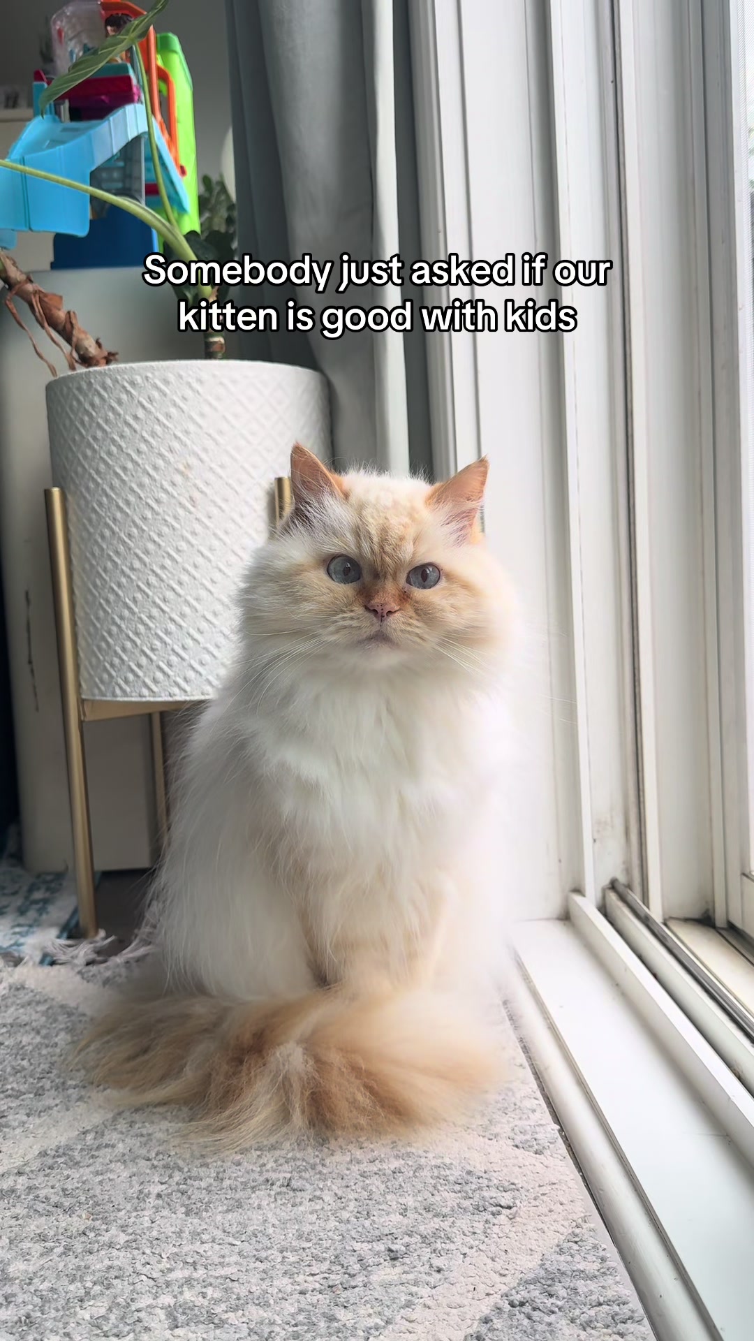 @Krista & Cats: BamBam & Bonnie