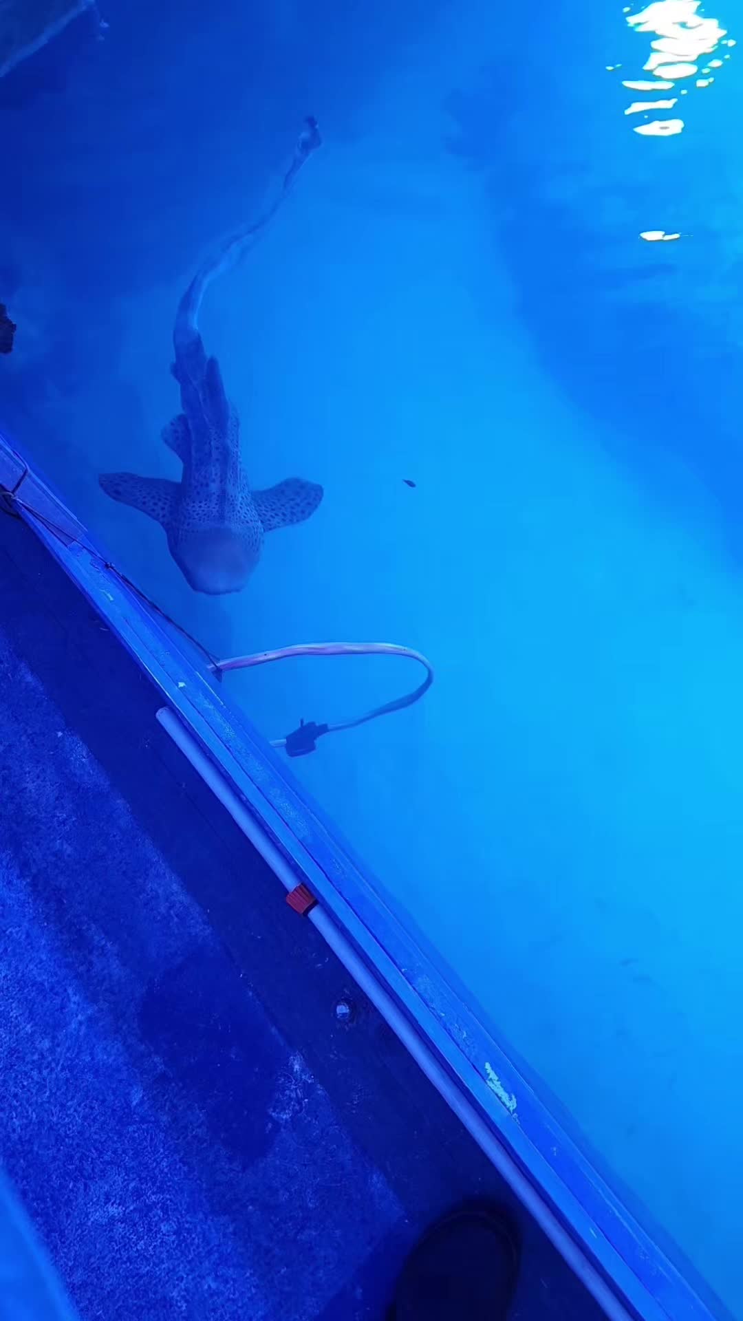 @Cuttle Aquarist