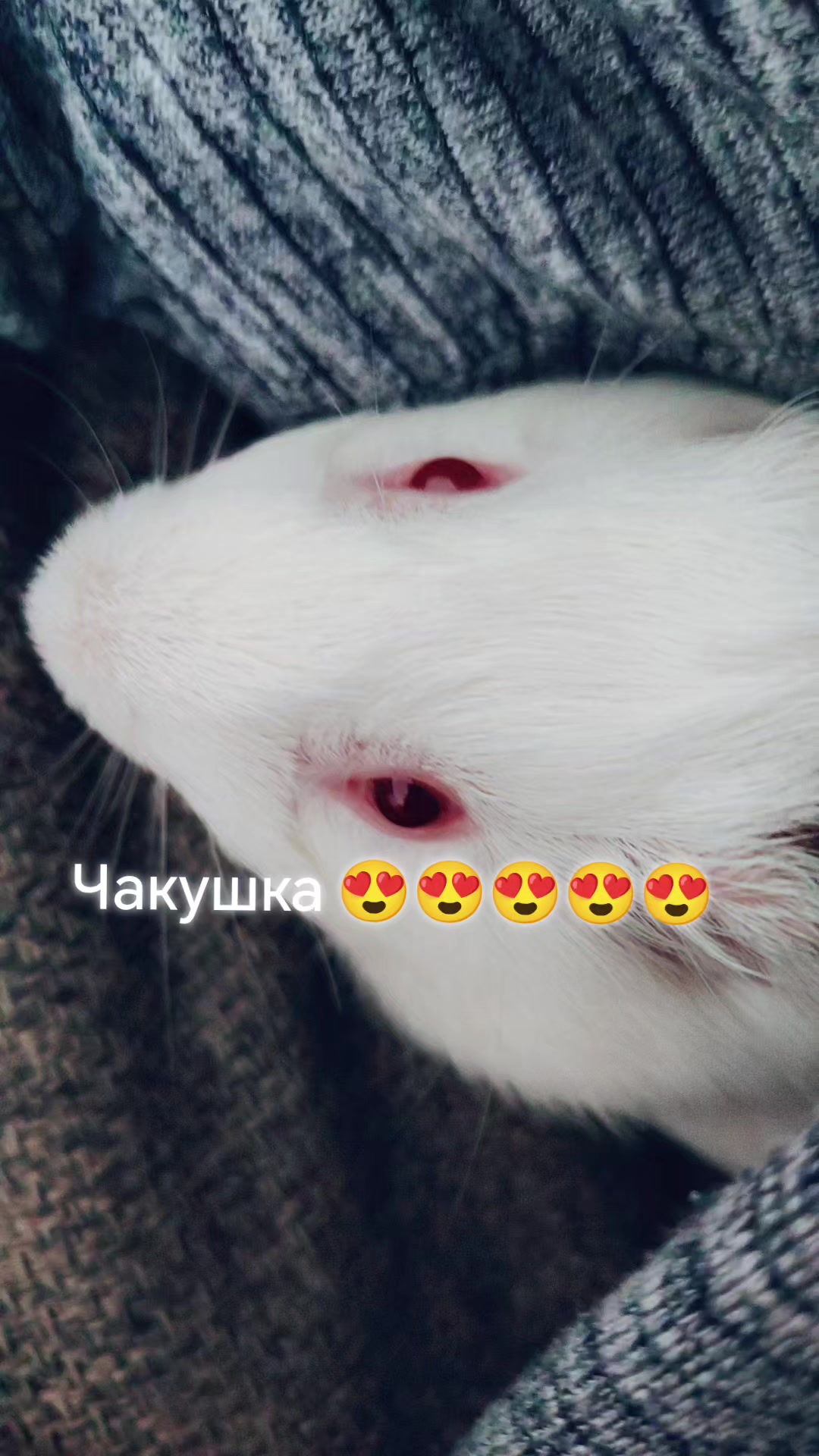 @Gertruda