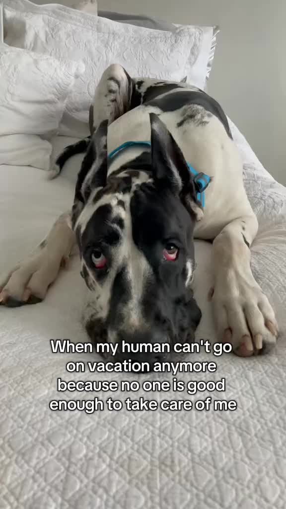 @Greyson the Great Dane