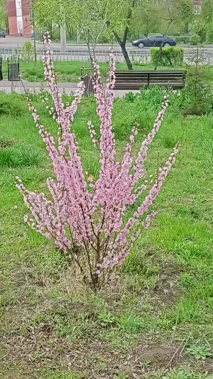 @Бурятский Сталкер03