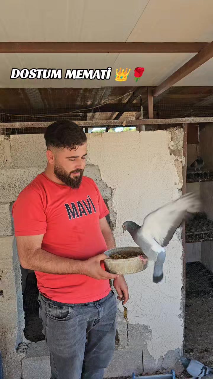 @MEHMET ÇOBAN ( PEŞTO )