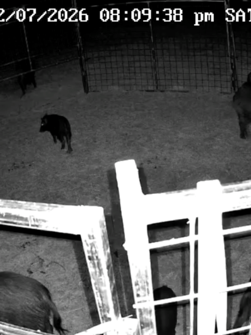 @Hog Brothers Custom Hog Traps