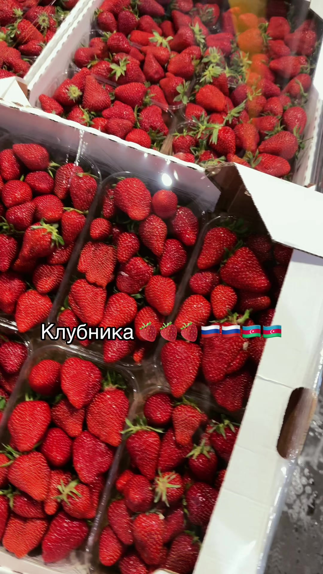 @&spades;️Шамкирец&spades;️