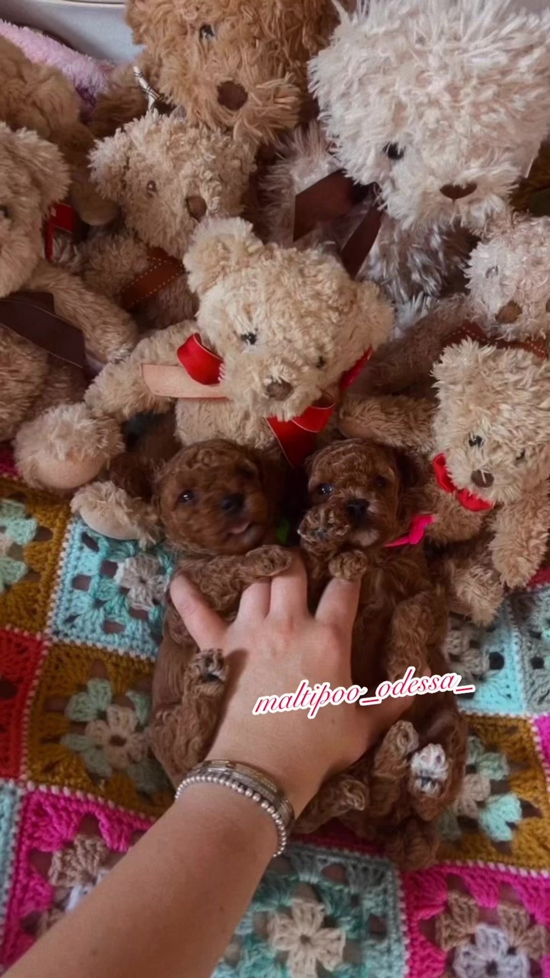 @maltipoo_odessa_