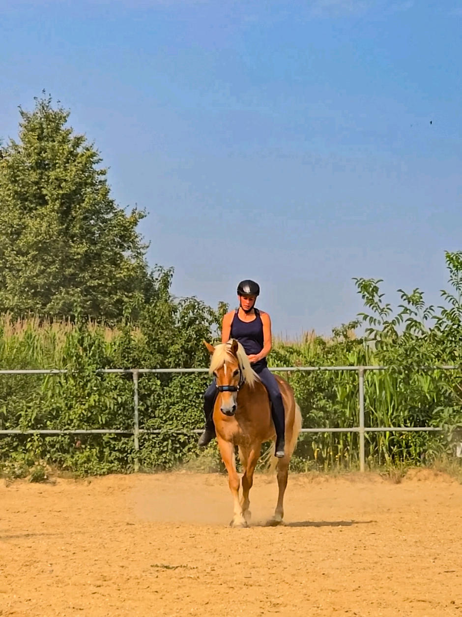 @Dreamhorse_Edelbluthaflinger