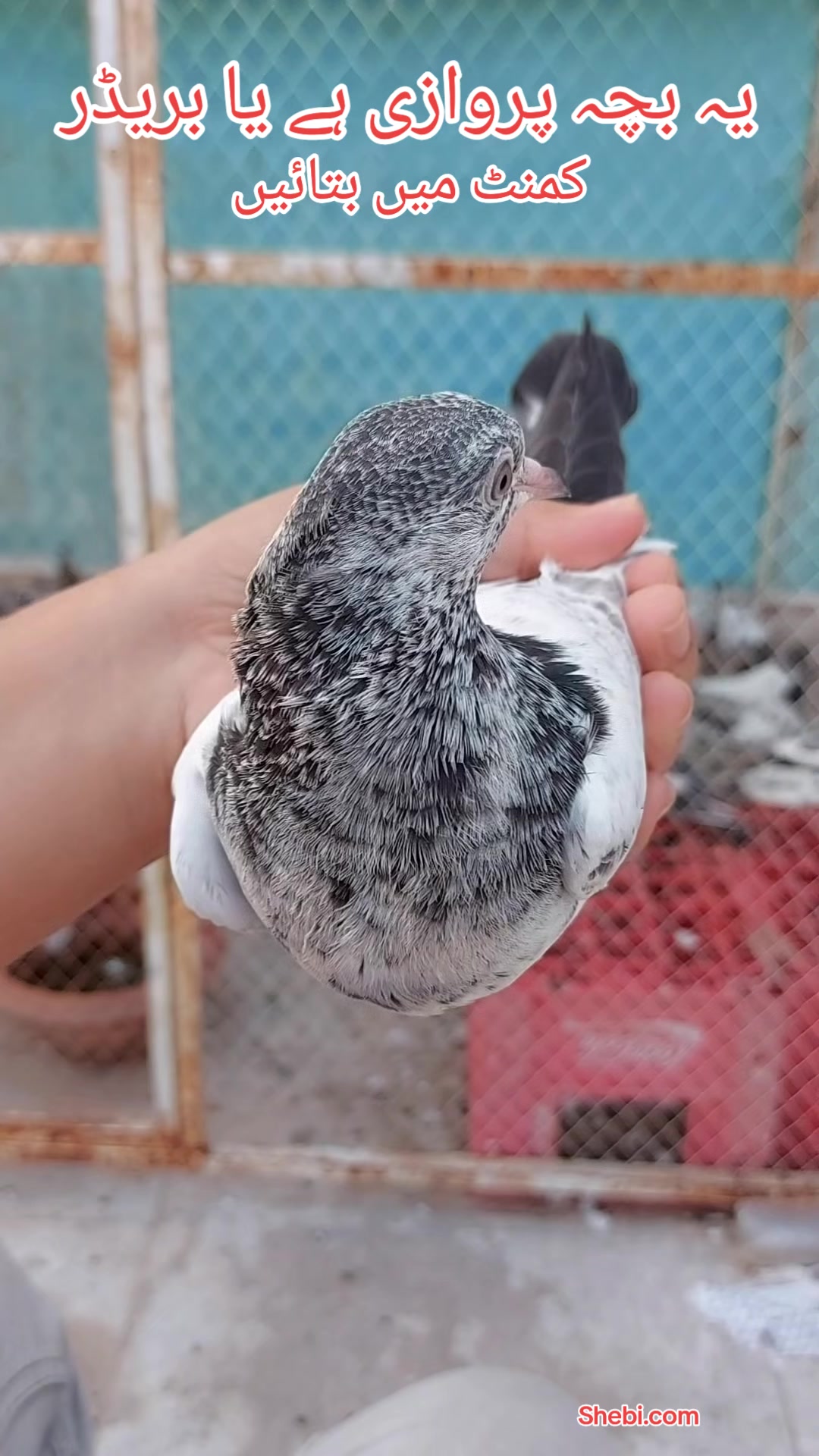 @Pak Pet Zone ( Shebi Shokeen )