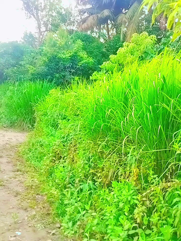 @Md Shofik