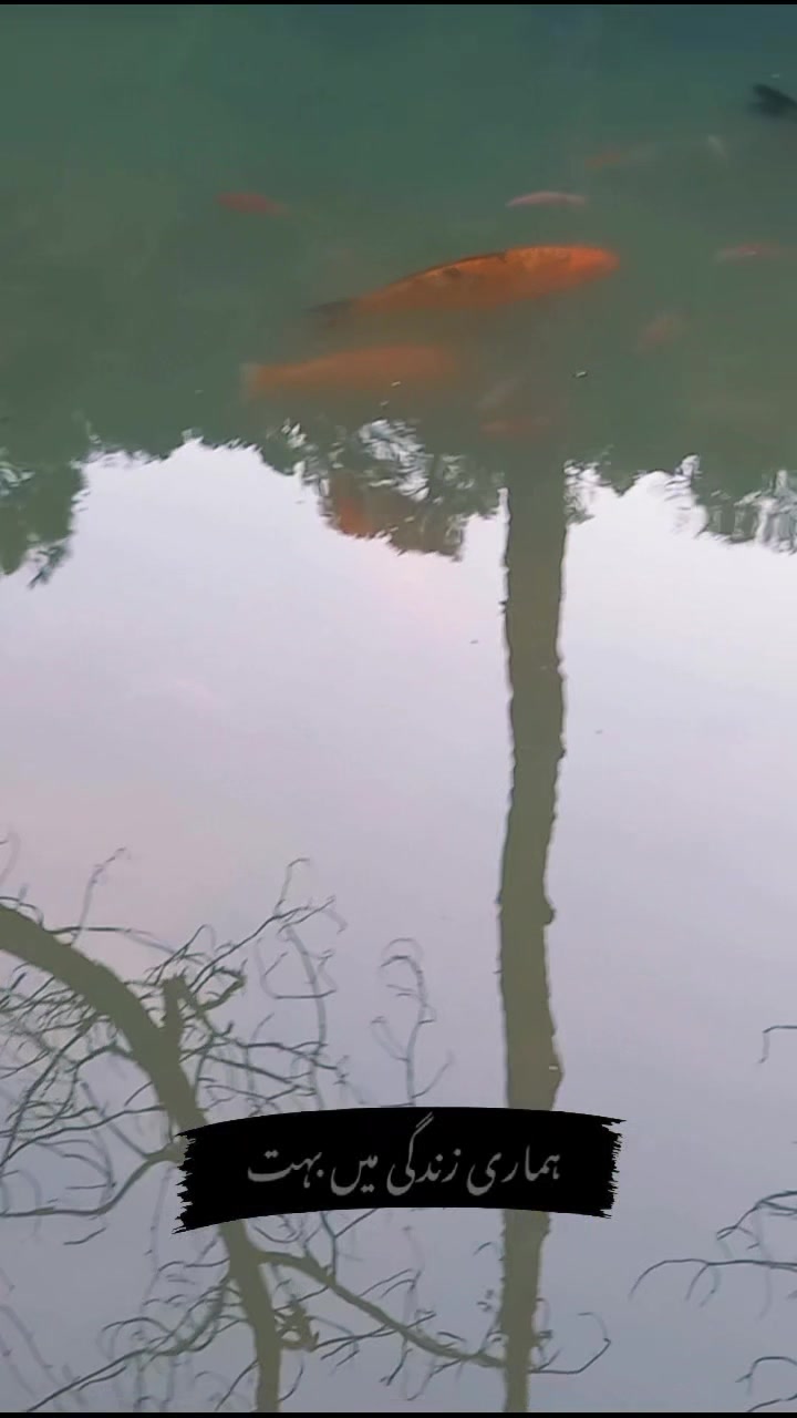 @AQ Collection