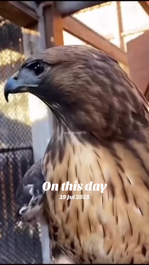 @جمشيد علي