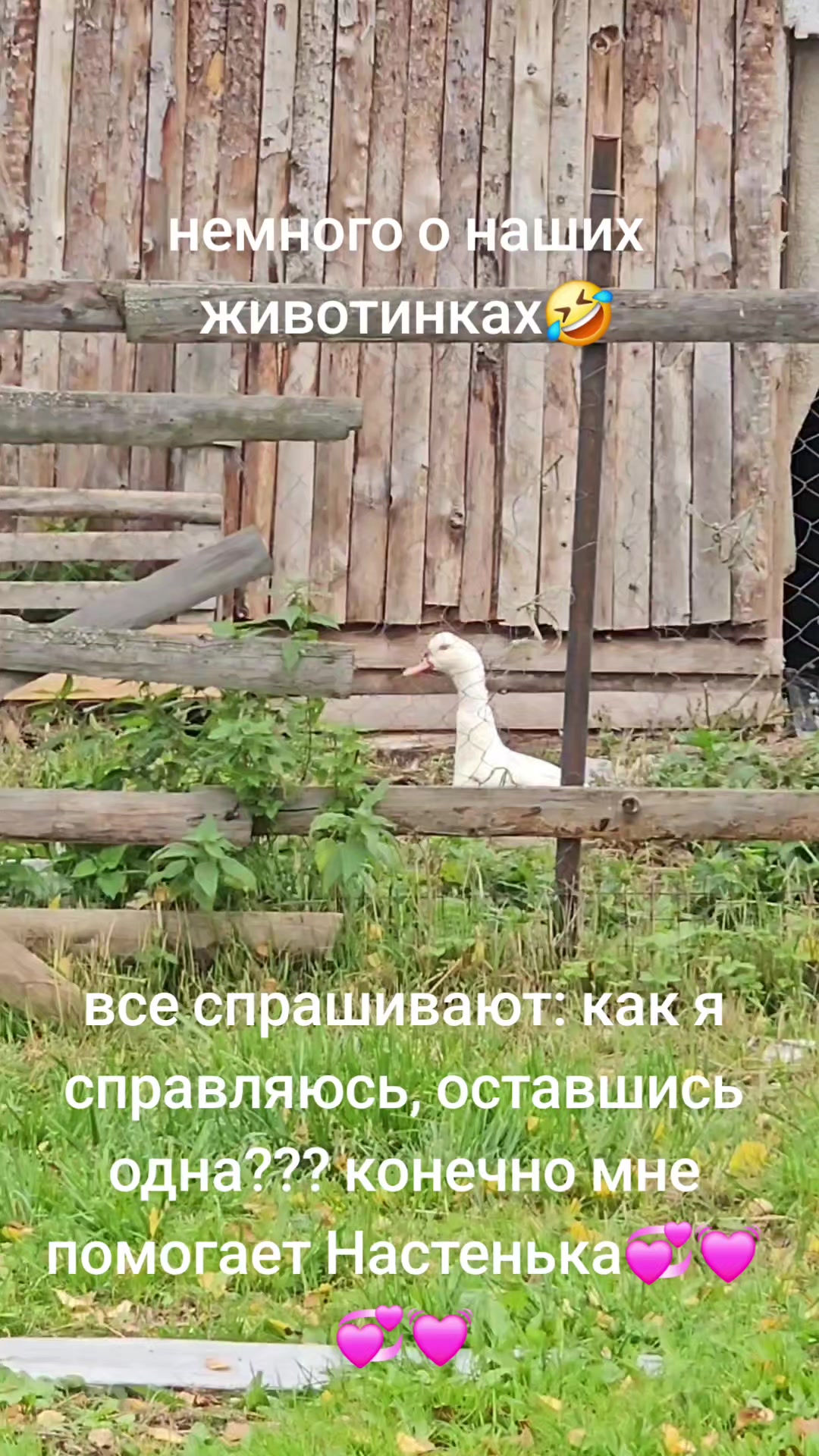 @nerachka