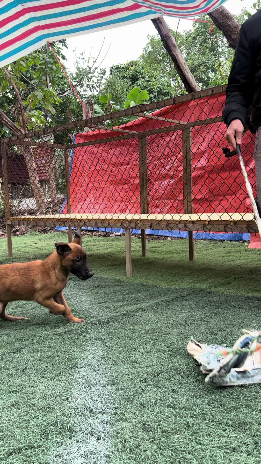 @Hồng long bi&ecirc;n malinois