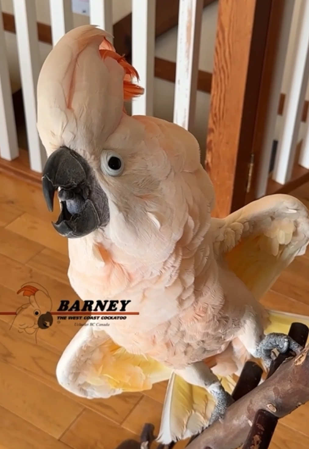 @Barney the West Coast Cockatoo