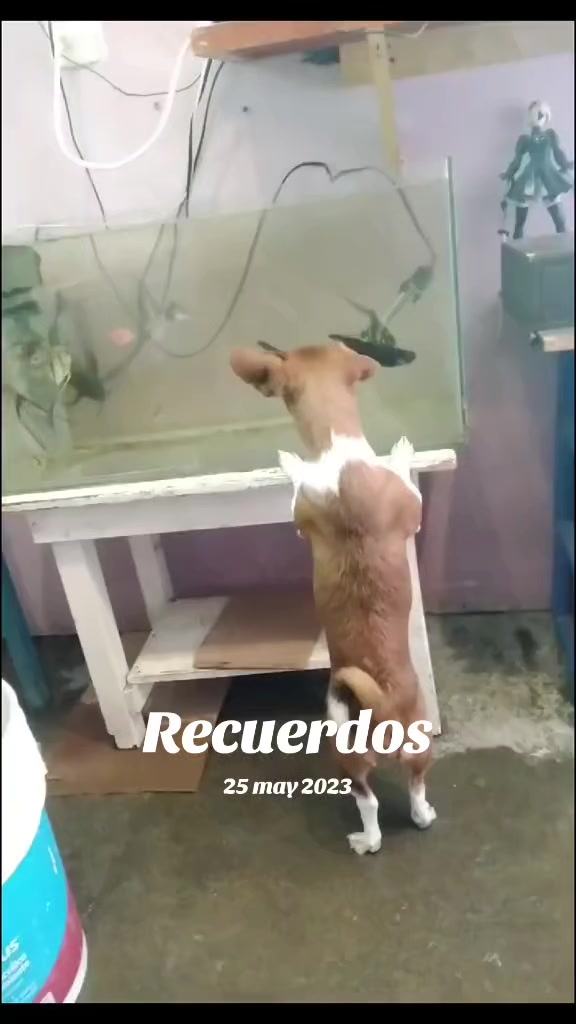@luiselpollo95
