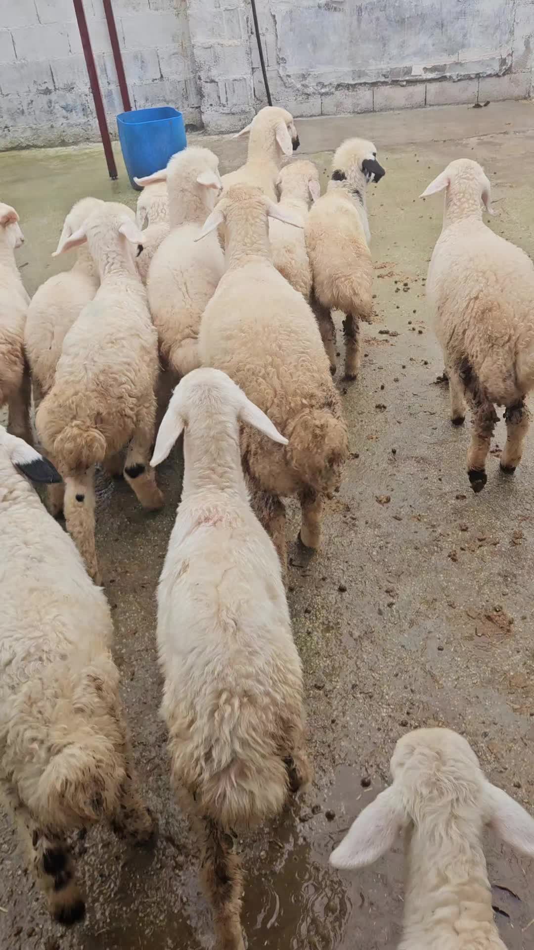 @Cebrail bekmezci