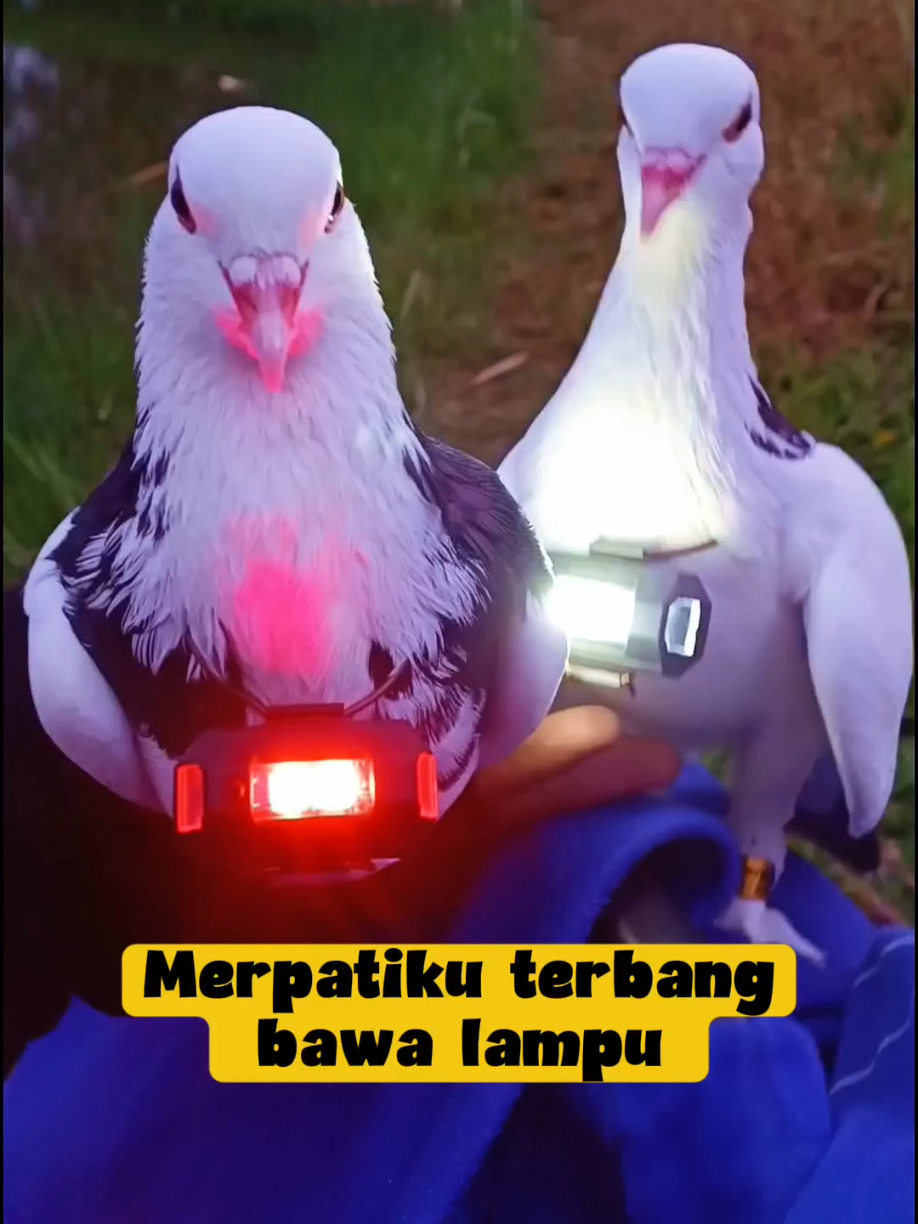 @BANG LEYON