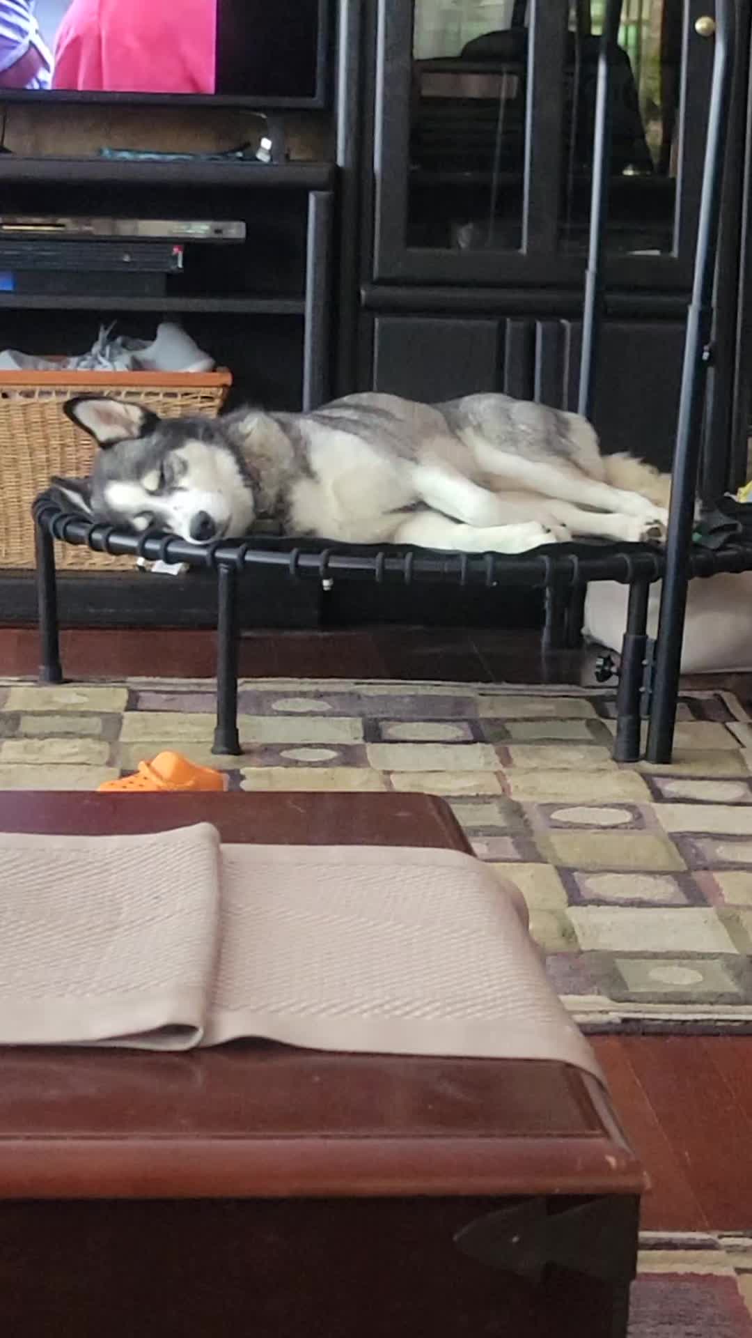 @the Hussey Husky