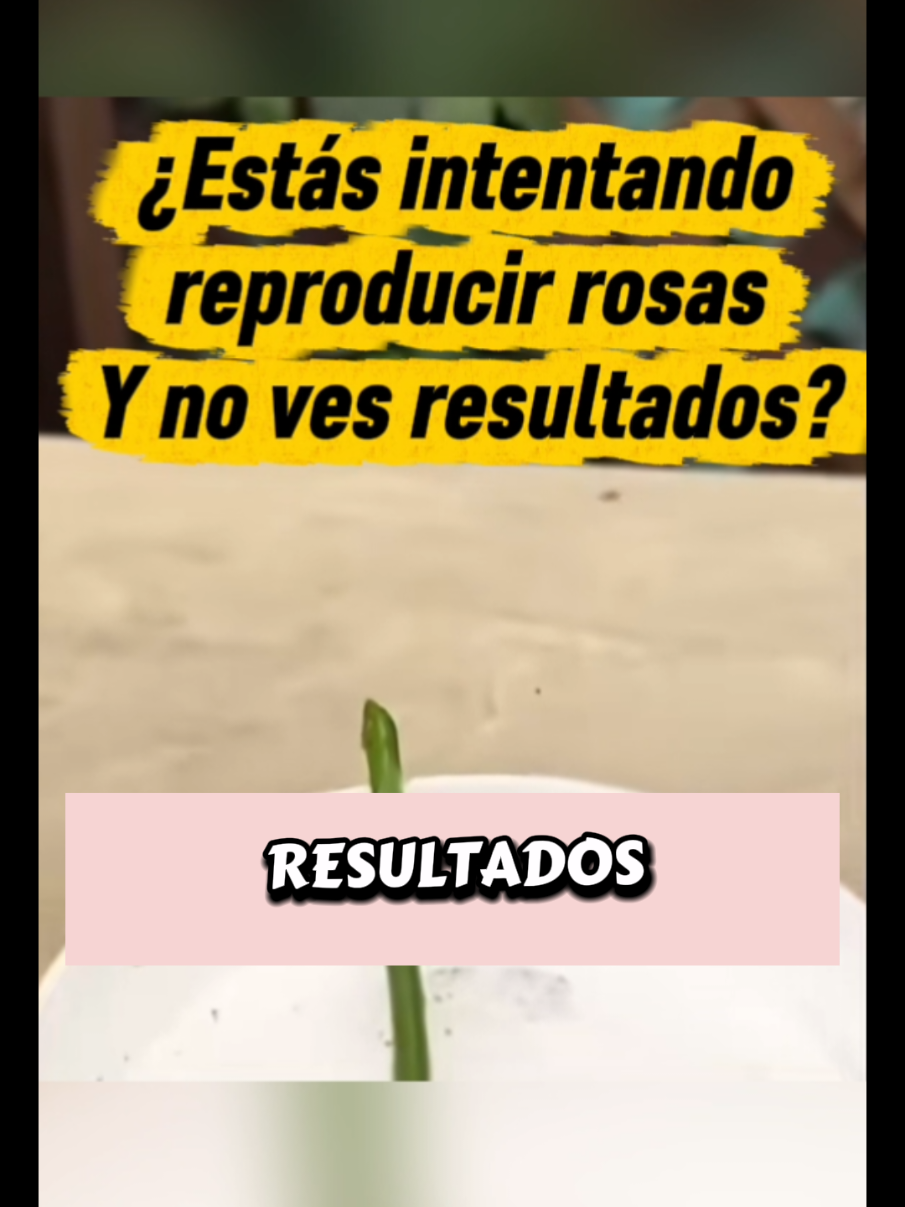 @Osshira| Jardineria y Huerto