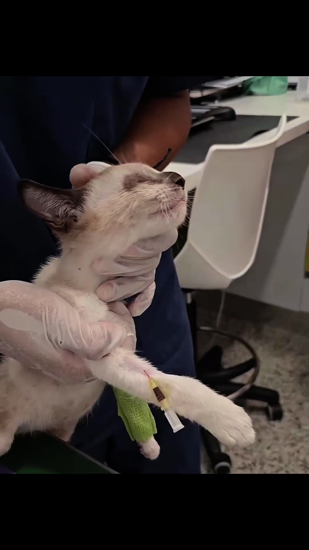 @aria_cats_rescue