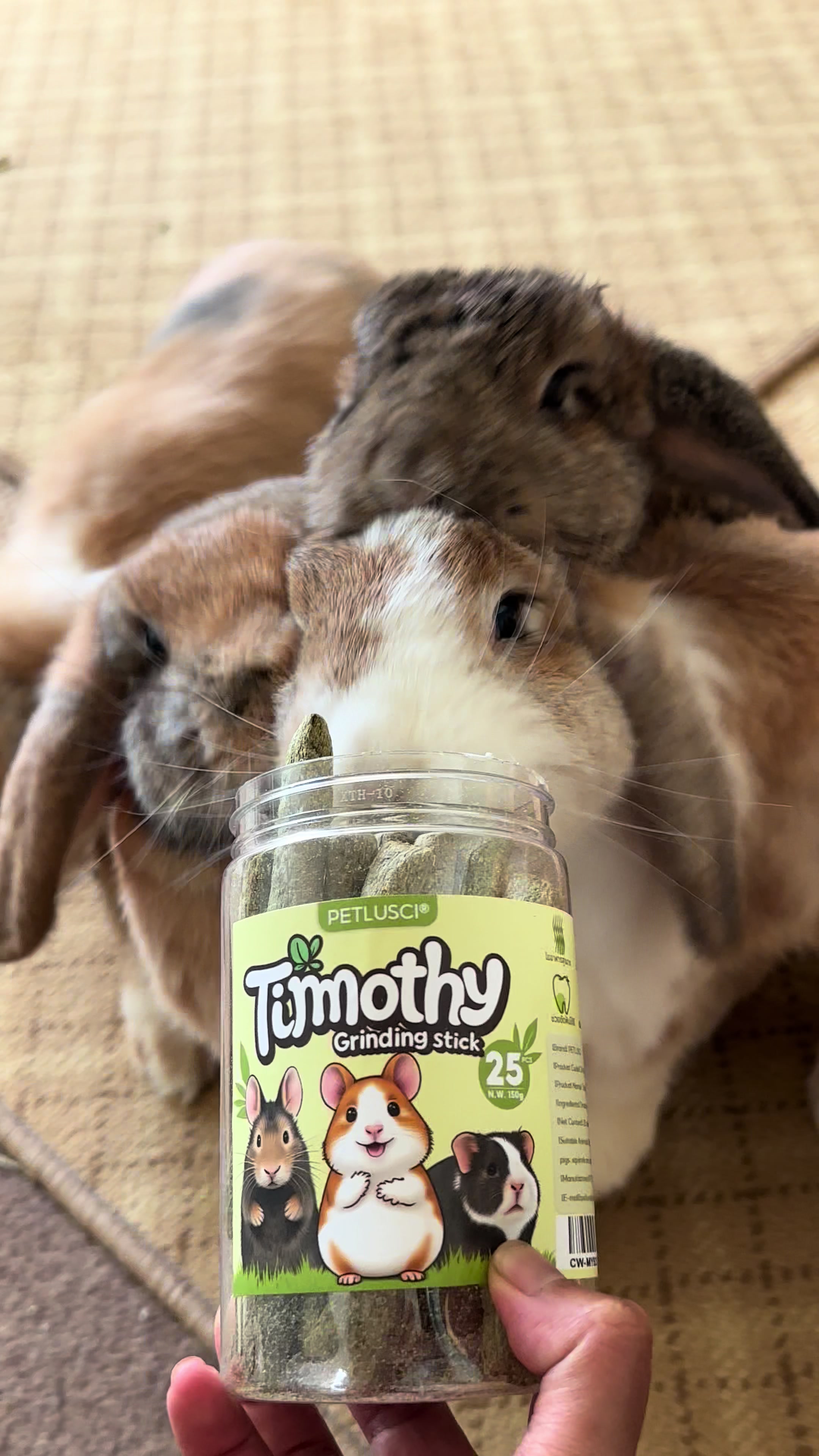 @Taotao Bunnyfamily