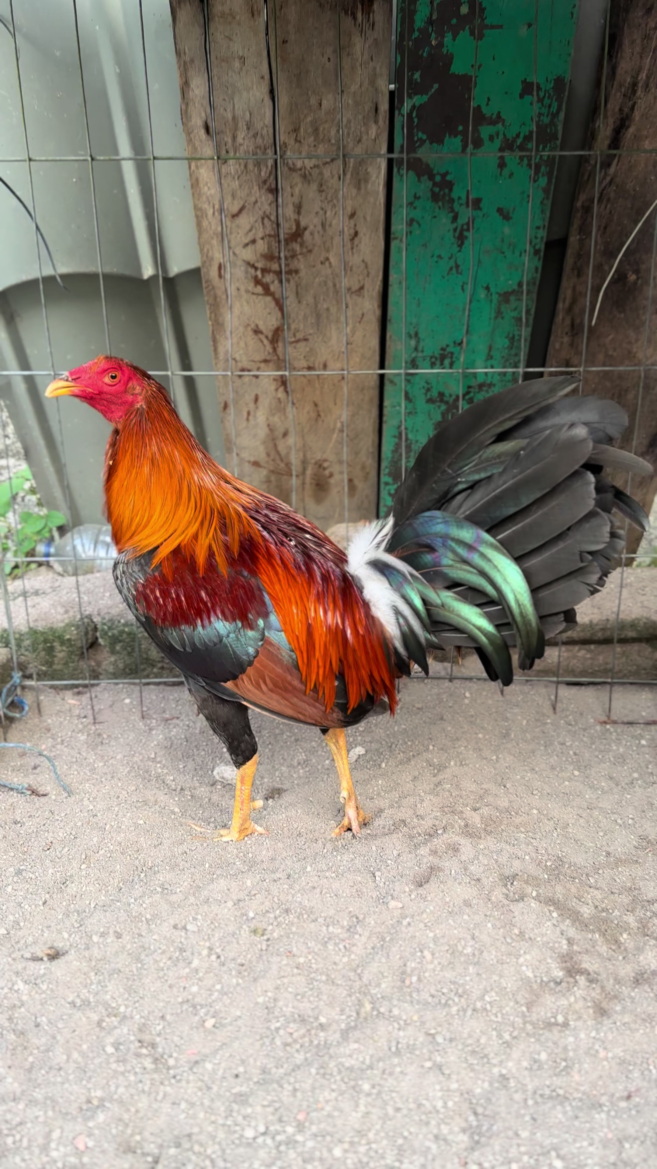 @MR217(FARM)