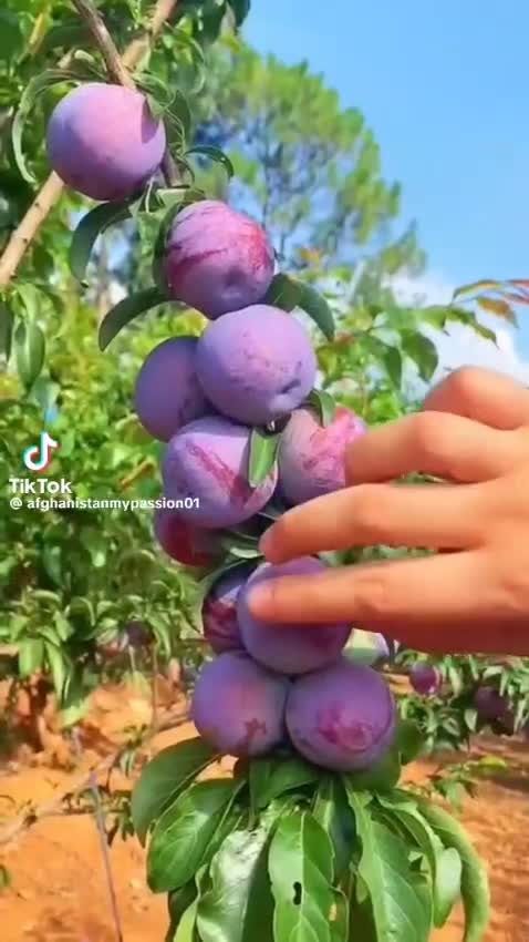 @Shumaila Akhtar
