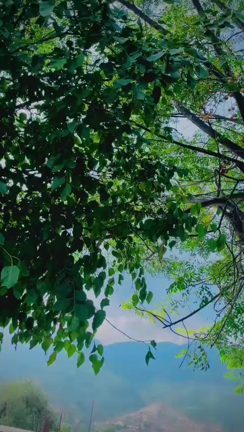 @🦅DADA 804 🦅