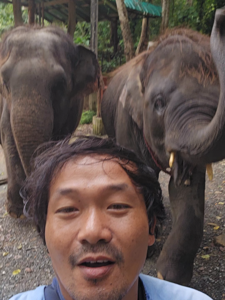 @ควาญแดง พลายภูพิงค์