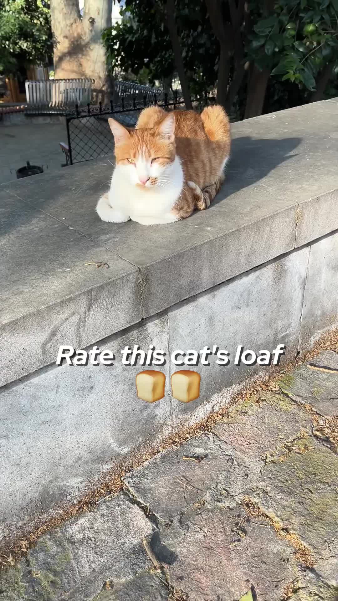 @ElkoyCats