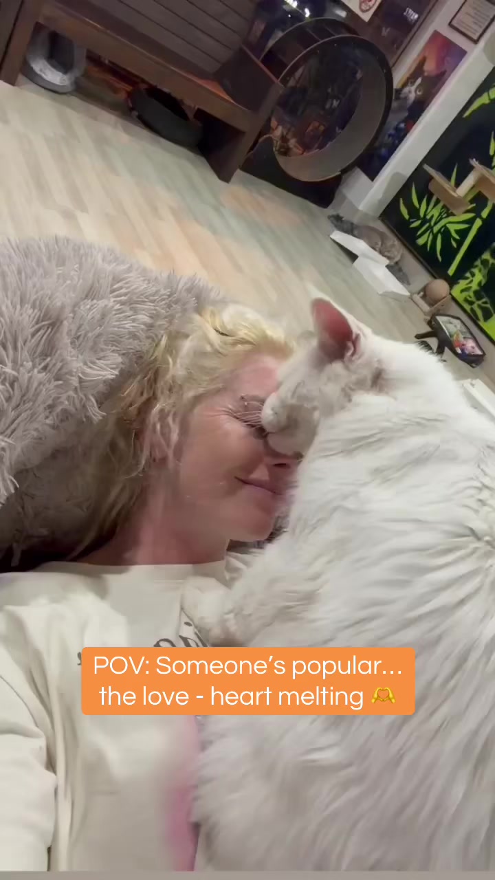 @crazycatcafe