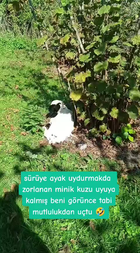 @sibel aydoğdu